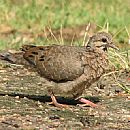 Torcaza (Torcaza juvenil)