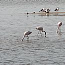 Flamenco Austral (Flamencos)