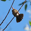 Interesante como pone las alas debajo de la cola