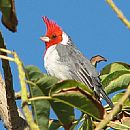 Cardenal Copete Rojo