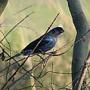 Cardenal Azul