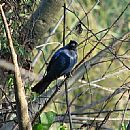 Cardenal Azul