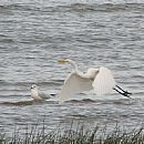 Garza Blanca Grande