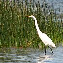 Garza Blanca Grande