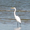 Garza Blanca Grande