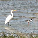 Garza Blanca Grande