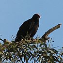 Cuervo Cabeza Roja (Parque Salus - 18/5/2008)