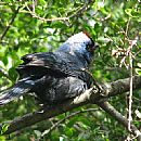 Cardenal Azul (Con pata rota - Parque Rod)