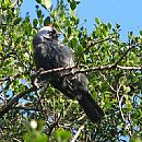 Cardenal Azul (Con pata rota - Parque Rod)