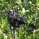 Cardenal Azul (Con pata rota - Parque Rod)