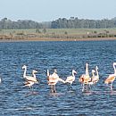 Flamenco Austral (Laguna Jose Ignacio)