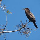 Bigu Comn (Bigu arboricola - Canteras Parque Rod)