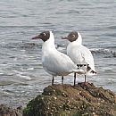 Gaviota Capucho Caf (Punta del Este - 25/8/2008)