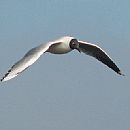 Gaviota Capucho Caf (Punta del Este 25/8/2008)