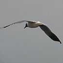 Gaviota Capucho Caf (Punta del Este 25/8/2008)