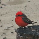 Churrinche (Macho - Punta del Este - 11/9/2008)