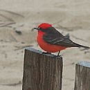 Macho - Punta del Este - 11/9/2008