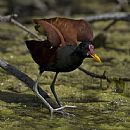 Jacana