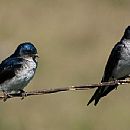 Golondrina Azul Grande