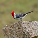 Cardenal Copete Rojo