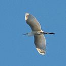 Garza Blanca Grande