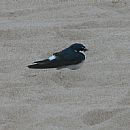 Golondrina Ceja Blanca (Punta del Este - 3/10/2008)