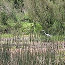 Garza Blanca Grande (El Quijote - Maldonado - 9/10/2008)