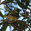 Ligerito (Parque Rod - Montevideo - 19/10/2008)