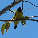 Cabecitanegra (Artilleros - 31/10/2008)