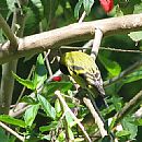 Cabecitanegra (Artilleros - 31/10/2008)