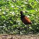 Jacana (Parque Rivera - Montevideo - 14/12/2008)