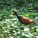 Jacana (Parque Rivera - Montevideo - 14/12/2008)