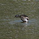 Mac Gris (Parque Rivera - Montevideo - 14/12/2008)