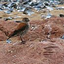 Sobrepuesto (Hembra - Punta del Este - 20/6/2009)