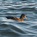 Petrel Gigante Comn (Punta del Este - 22/6/2009)