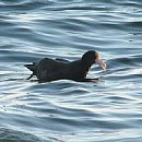 Petrel Gigante Comn (Punta del Este - 22/6/2009)