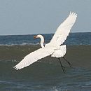 Garza Blanca Grande (Punta del Este - 28/6/2009)