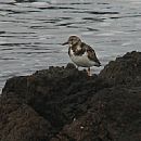 Vuelvepiedras (Punta del Este 19/7/2009)