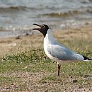 Gaviota Capucho Caf (Jos Ignacio 30/8/2009)