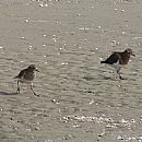 Chorlito Pecho Canela (Playa Penino 26/4/2008)