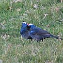 Cardenal Azul (Lagunas del Catedral 13/9/2009)