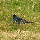 Cardenal Azul (Lagunas del Catedral 13/9/2009)