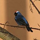 Cardenal Azul (Lagunas del Catedral 13/9/2009)