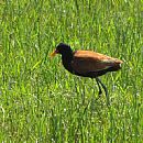 Jacana (Laguna Rocha - 25/10/2009)