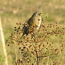 Verdn (Sierra de las Animas - 29/3/2010)