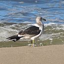 Gaviota Cangrejera (Juvenil casi adulto - Jos Ignacio - 29/6/2010)