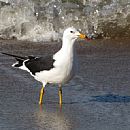 Gaviota Cangrejera (Jos Ignacio - 29/6/2010)