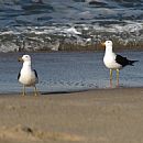 Gaviota Cangrejera (Jos Ignacio - 29/6/2010)