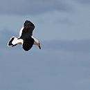 Gaviota Cangrejera