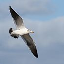 Gaviota Cangrejera